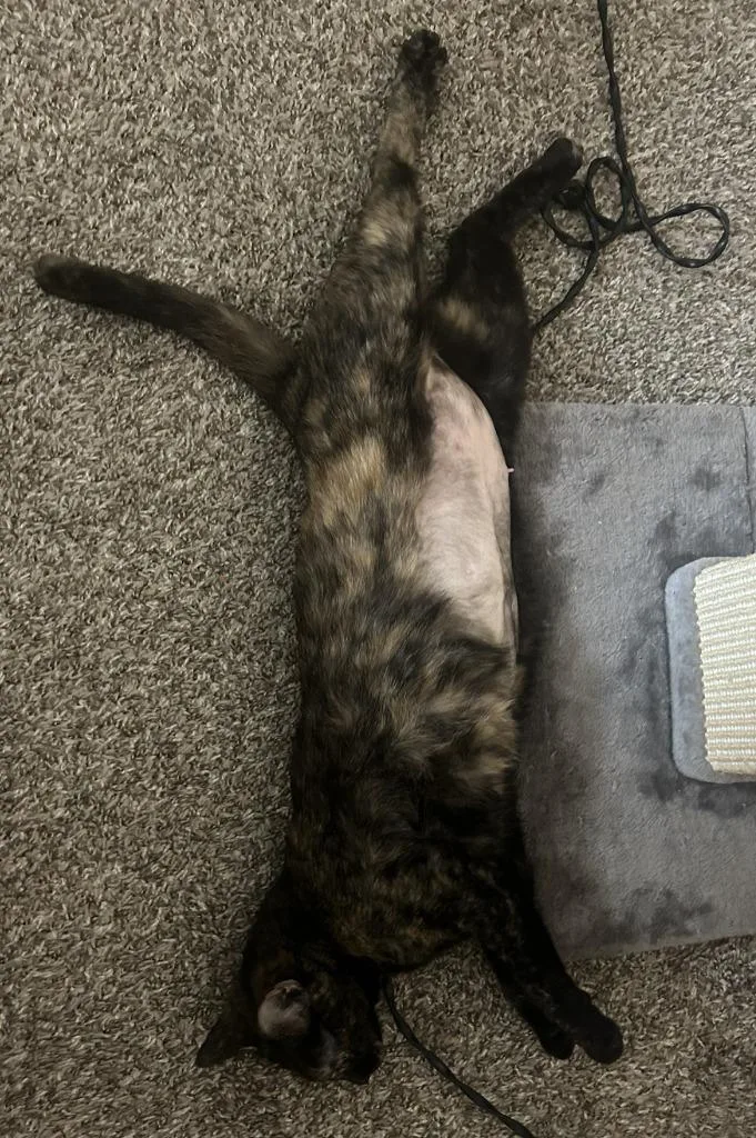 A young medium-sized female Domestic Short Hair cat named Nola for adoption in Minneapolis, MN