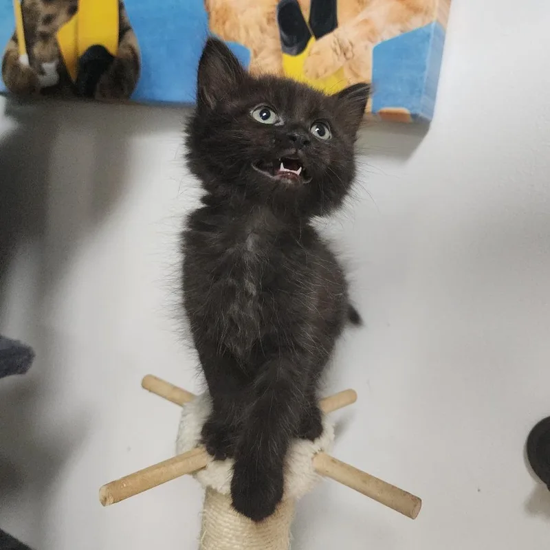 A baby small-sized female Black Domestic Short Hair cat named Loppers for adoption in Dixon, IL