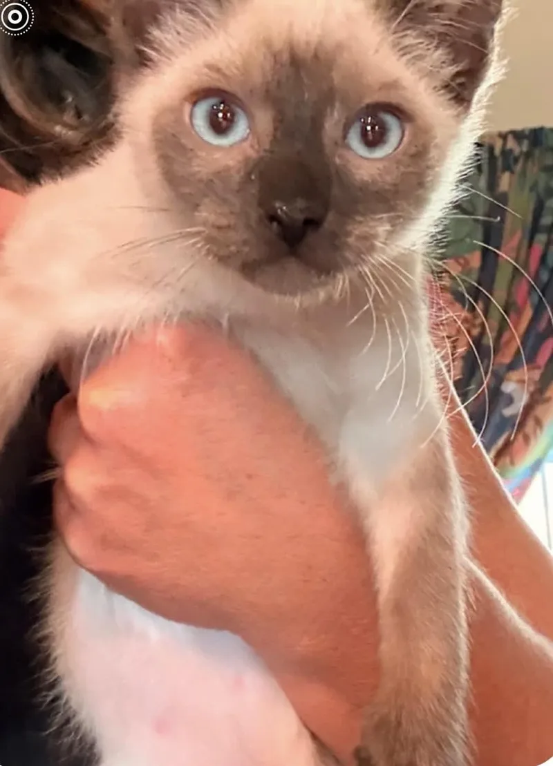 Coco
