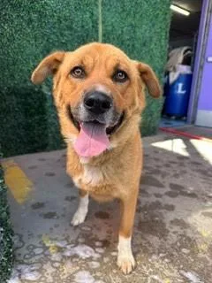An adult medium-sized male Shepherd dog named Teddy Bear for adoption in El Paso, TX