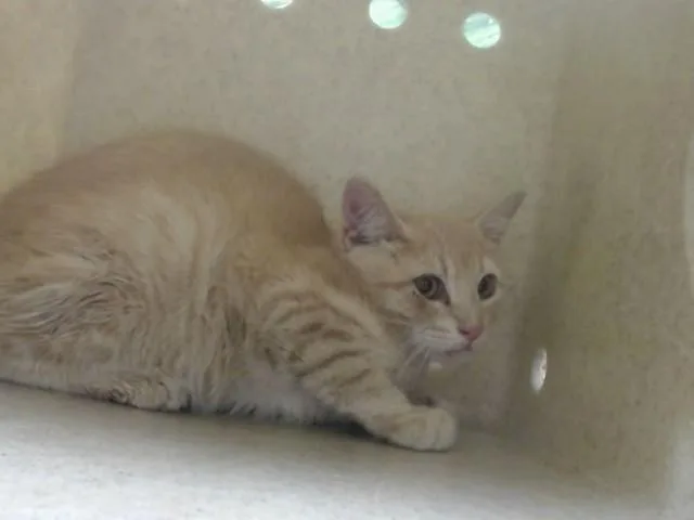 A baby small-sized female Domestic Short Hair cat named A for adoption in Moreno Valley, CA