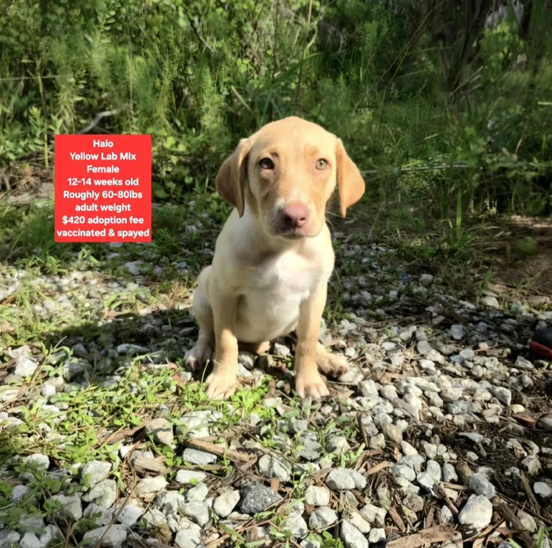 A baby large-sized female Yellow Labrador Retriever dog named Halo for adoption in Oviedo, FL