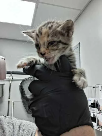 A baby small-sized female Domestic Short Hair cat named Monroe for adoption in Sevierville, TN