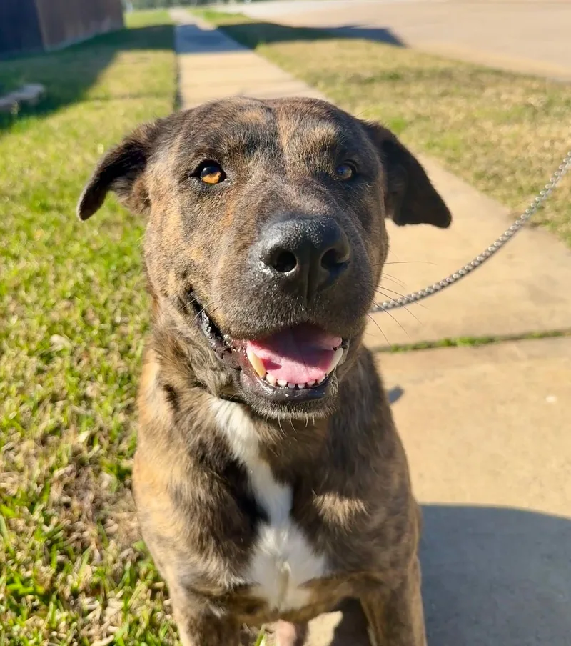 An adult large-sized male Brindle Plott Hound dog named Charles for adoption in Spring, TX