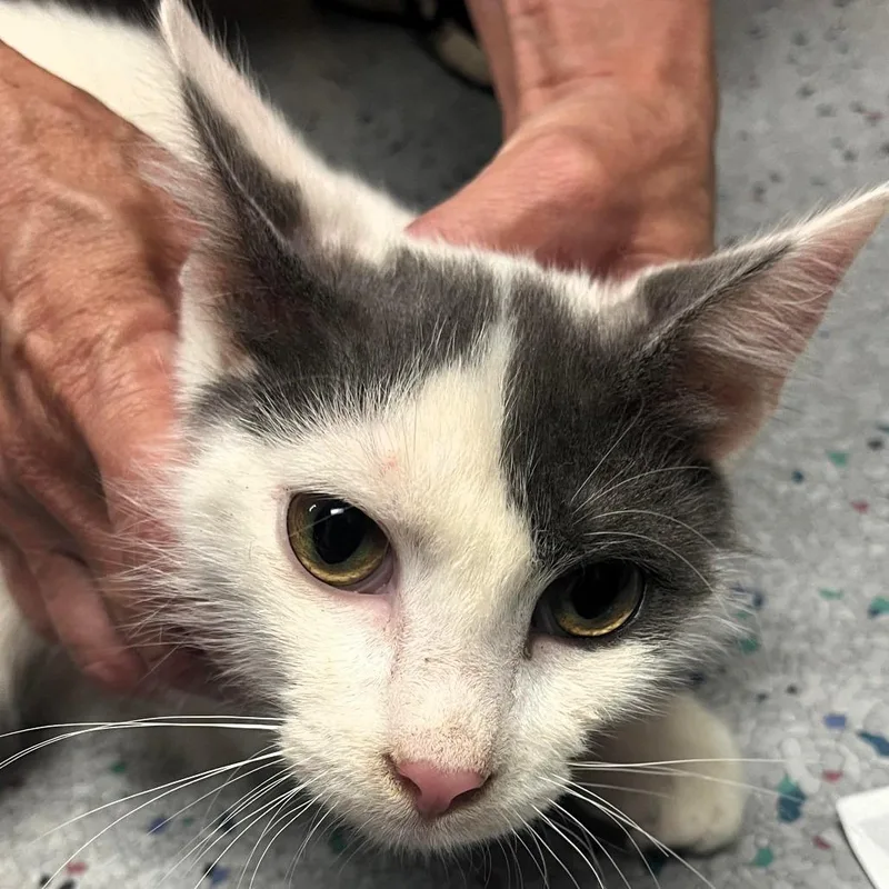 A baby small-sized male White Domestic Short Hair cat named Kiril for adoption in Shawnee, KS