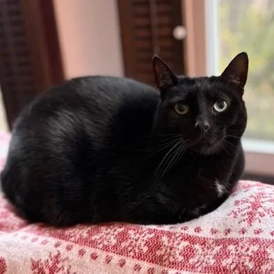 An adult large-sized male Black Domestic Short Hair cat named Mojito for adoption in Phoenixville, PA