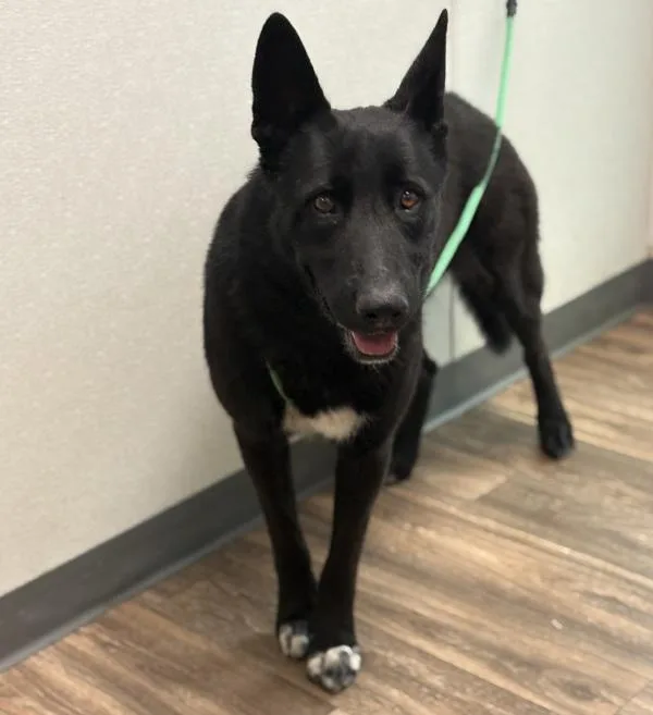 An adult large-sized male German Shepherd Dog dog named Boba for adoption in San Diego, CA