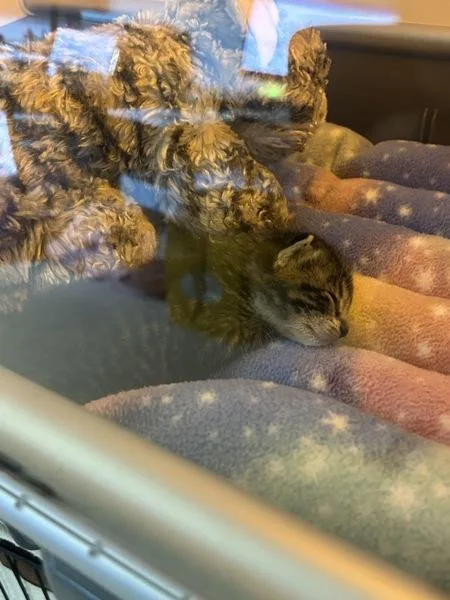 A baby medium-sized male Domestic Short Hair cat named Tiger for adoption in Silverdale, WA