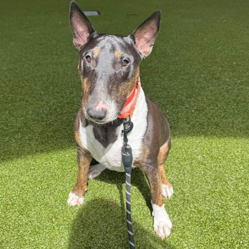 An adult medium-sized female Black Bull Terrier dog named Panda for adoption in West Palm Beach, FL