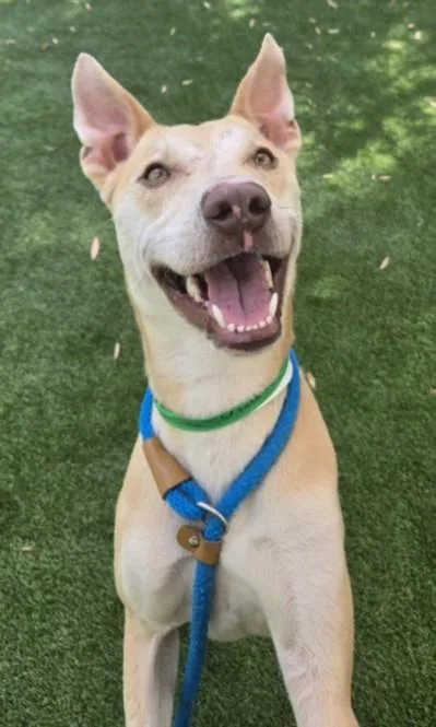 A young medium-sized male Terrier dog named Bobby for adoption in Los Angeles, CA