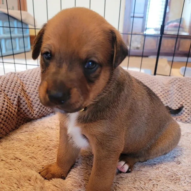 A baby small-sized male Brown / Chocolate Labrador Retriever dog named Boomer for adoption in Austin, TX