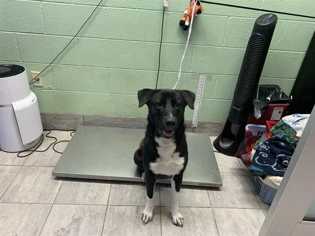 A young large-sized female Labrador Retriever dog named Layla for adoption in Grand Prairie, TX