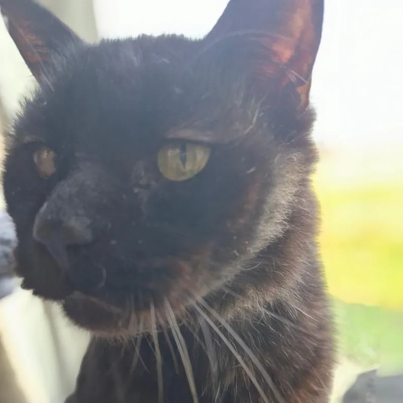 An adult medium-sized male Black Domestic Medium Hair cat named Buford for adoption in Bismarck, ND