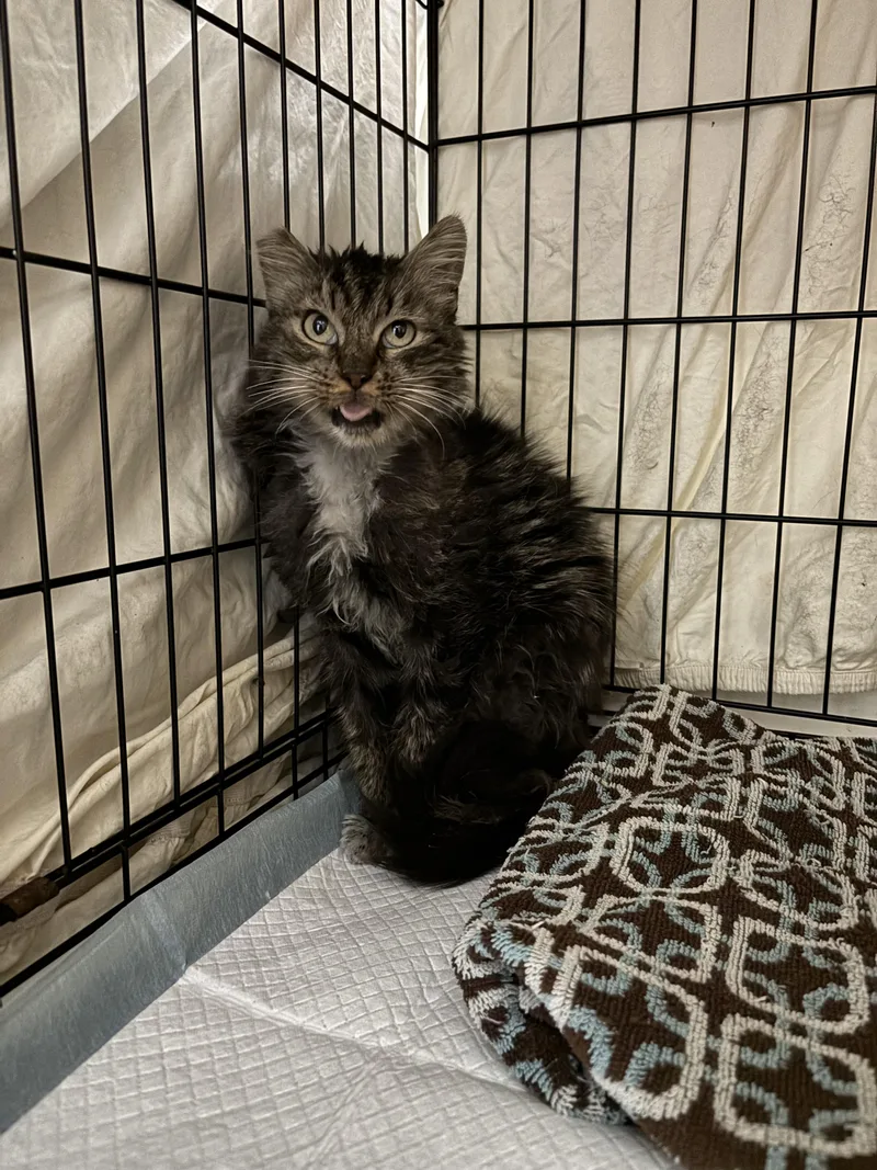 A senior medium-sized female Tabby (Buff / Tan / Fawn) Domestic Long Hair cat named Cookie for adoption in San Diego, CA