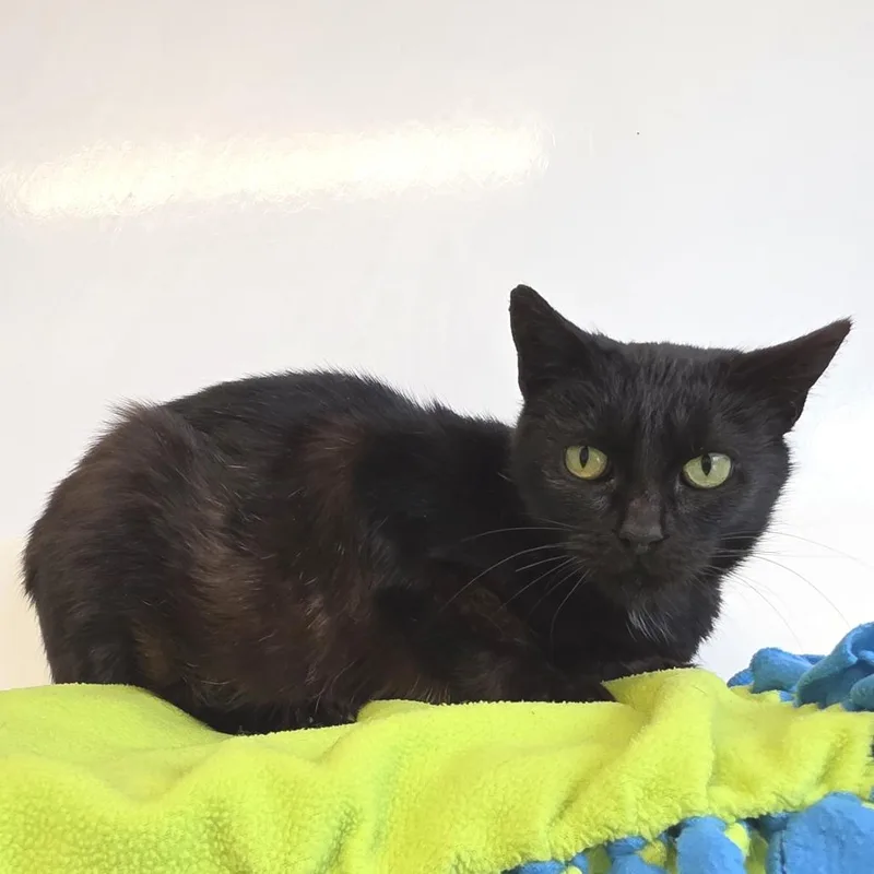 A young medium-sized female Black Domestic Short Hair cat named Shira for adoption in Fort Wayne, IN