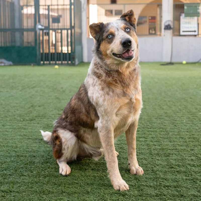 Koda