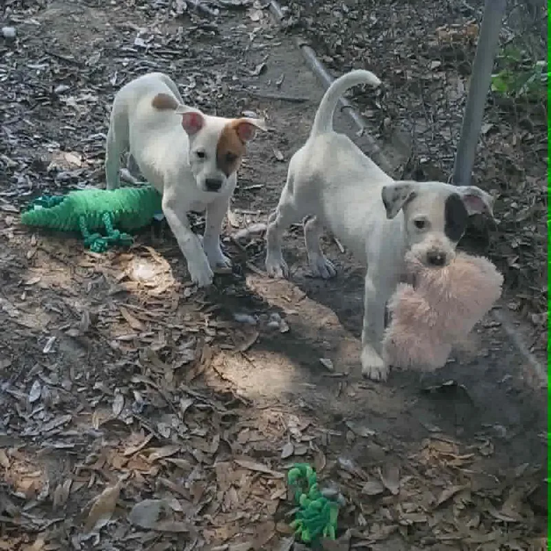 A baby small-sized female White / Cream Hound dog named Emily Bronte for adoption in Eufaula, AL