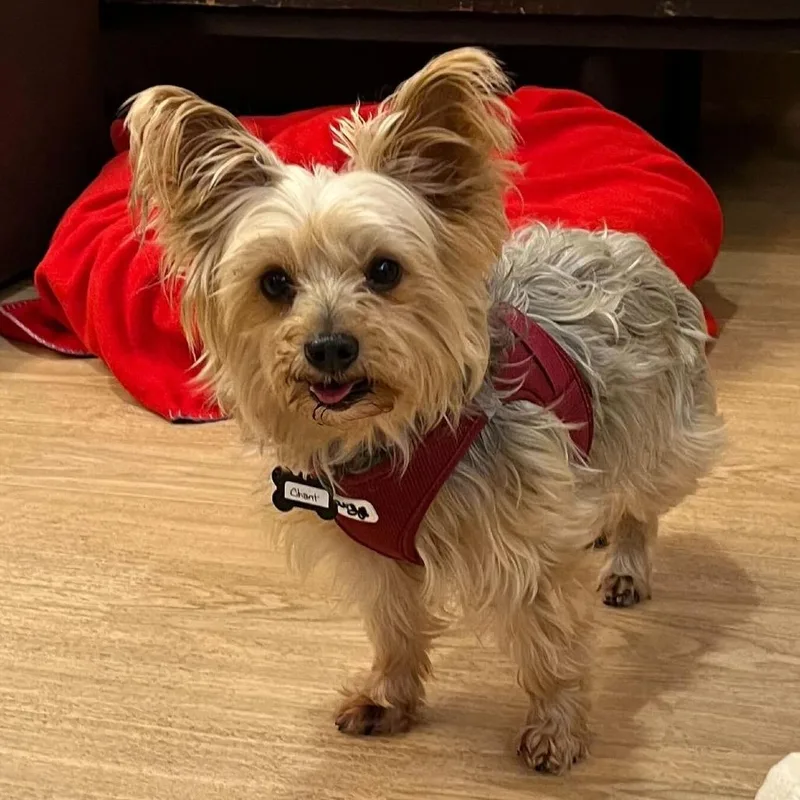 A senior small-sized male Brown / Chocolate Yorkshire Terrier dog named Chant for adoption in San Francisco, CA