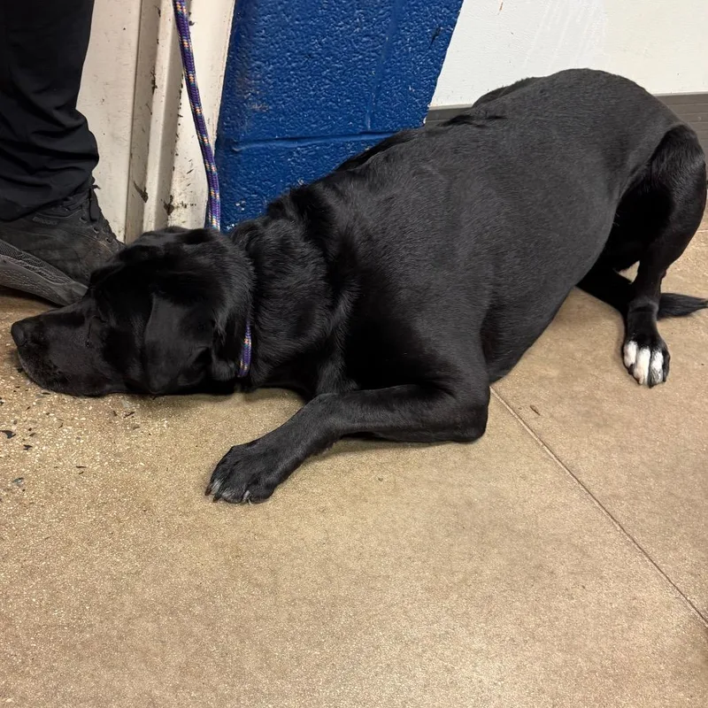 An adult large-sized male Labrador Retriever dog named YORKStray for adoption in York, PA