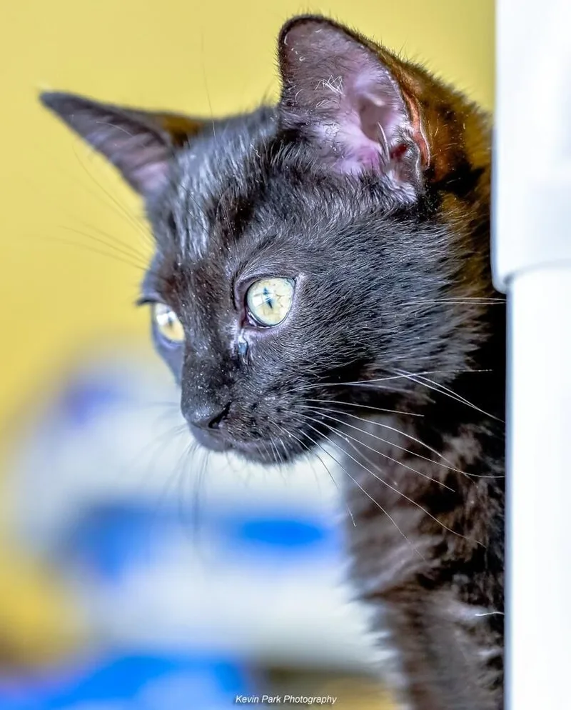 A baby small-sized female Black Domestic Short Hair cat named Ragu for adoption in Green Valley, AZ