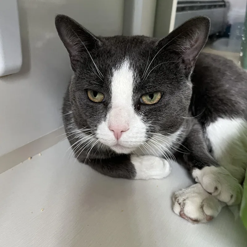 Jackinthebox thumbnail 2