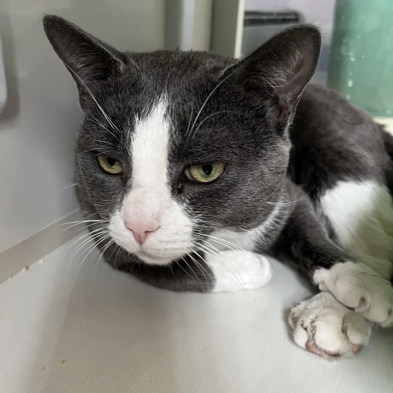 Jackinthebox thumbnail 3