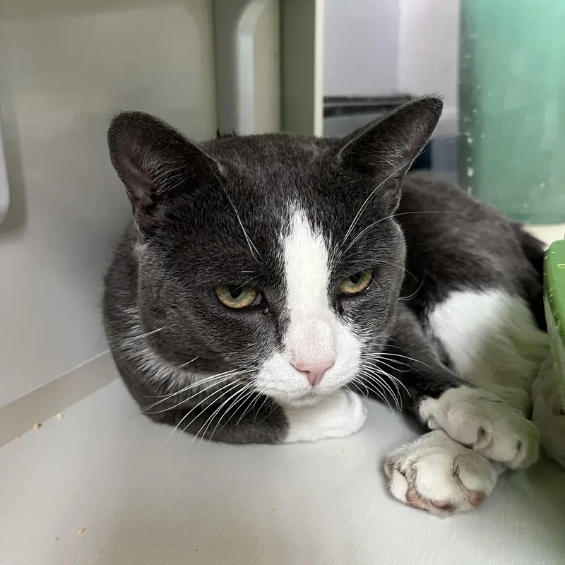 Jackinthebox thumbnail 4