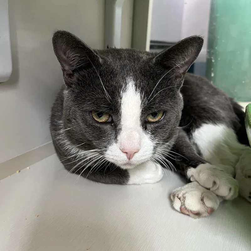 Jackinthebox thumbnail 5