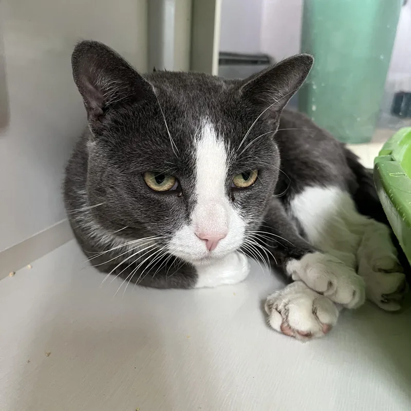 An adult medium-sized male Black & White / Tuxedo Domestic Short Hair cat named Jackinthebox for adoption in Salisbury, MA