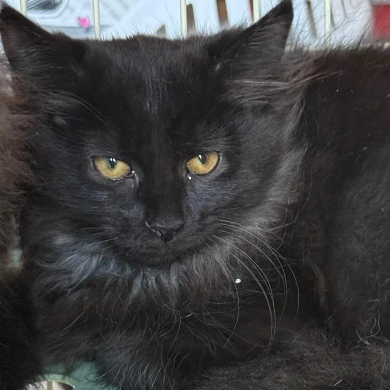 A baby small-sized female Black Domestic Long Hair cat named Maisie Mcfluffins for adoption in Lancaster, OH