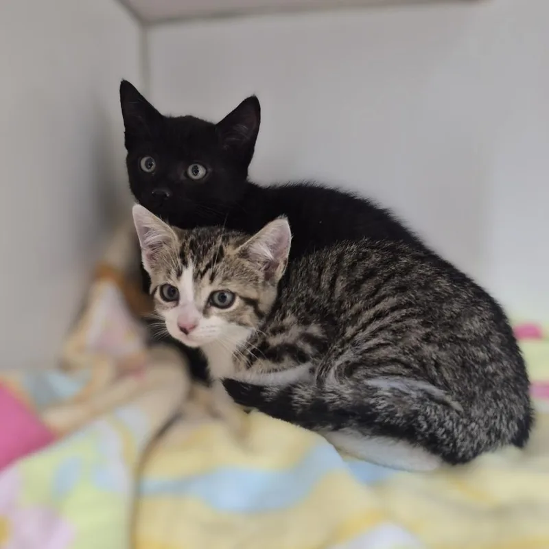 A baby small-sized female Brown / Chocolate Domestic Short Hair cat named Pawla Abdul for adoption in Newark, NJ