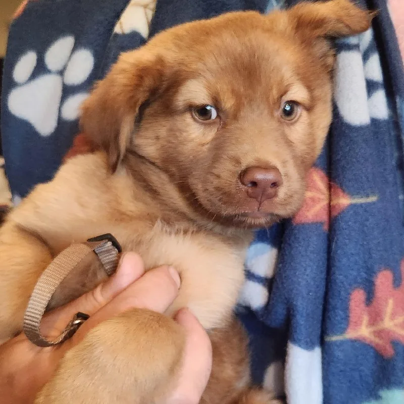 A baby small-sized male Brown / Chocolate Mixed Breed dog named Boo Bear for adoption in Centralia, WA
