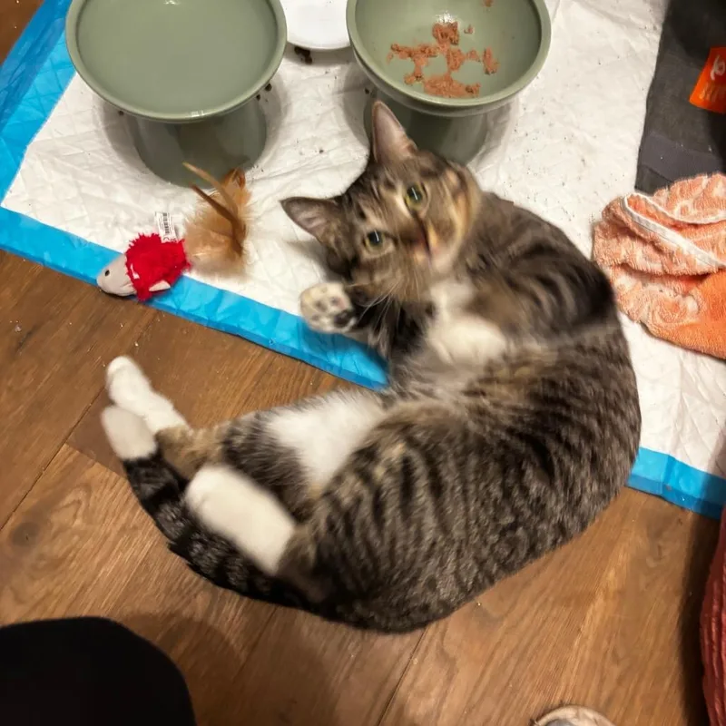 A young medium-sized male Brown / Chocolate Domestic Short Hair cat named Shamrock for adoption in New York, NY