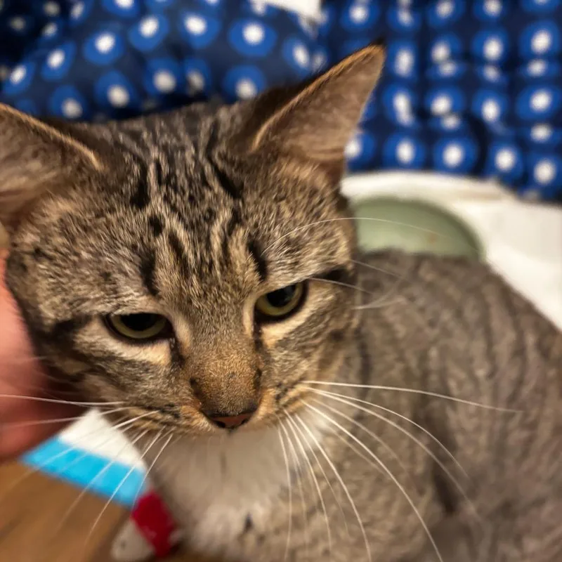 Shamrock thumbnail 2