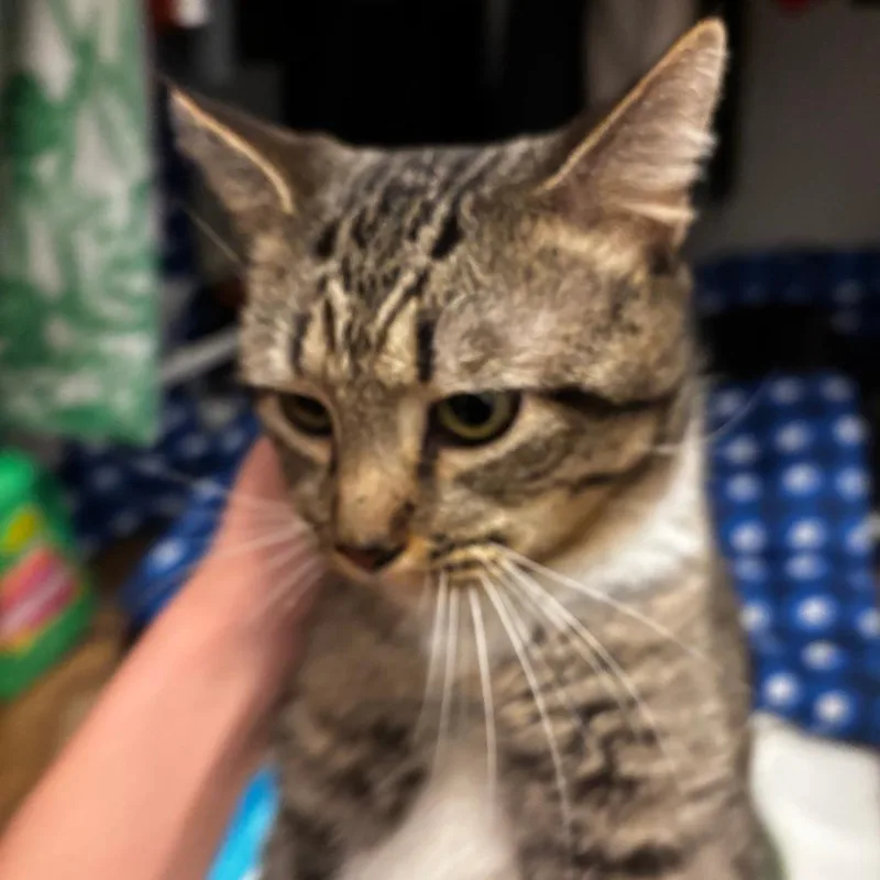 Shamrock thumbnail 5