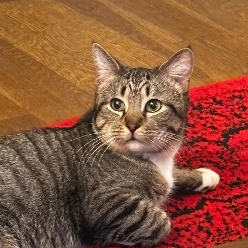 Shamrock thumbnail 6