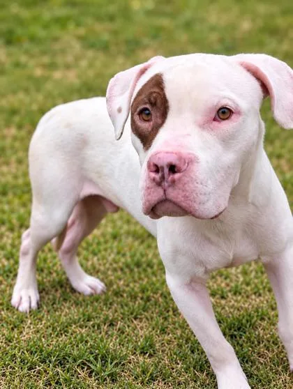 An adult medium-sized male White / Cream Pit Bull Terrier dog named Target for adoption in Inverness, FL