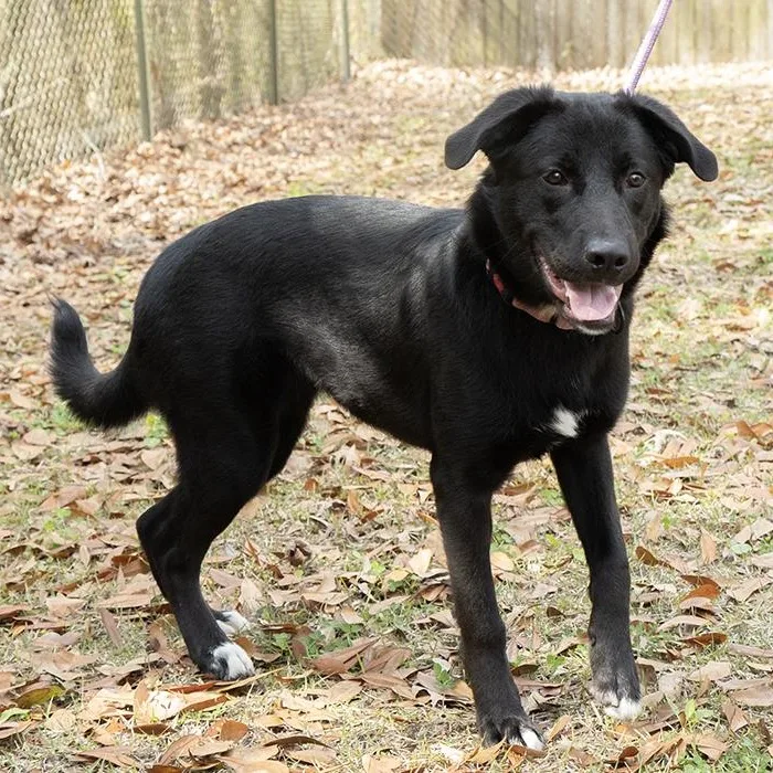 A young large-sized female Black Labrador Retriever dog named Ambessa for adoption in Slidell, LA
