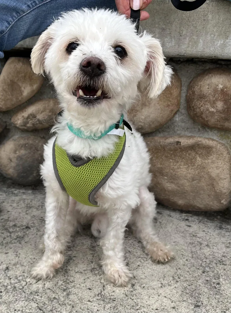 An adult small-sized male White / Cream Maltese dog named Casper for adoption in Mission Viejo, CA