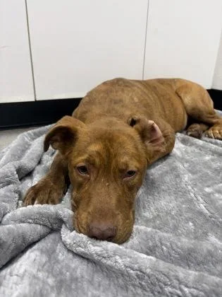A baby medium-sized female Plott Hound dog named Arya for adoption in West Chester, PA