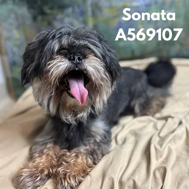 A young medium-sized male Shih Tzu dog named Sonata for adoption in Huntsville, AL