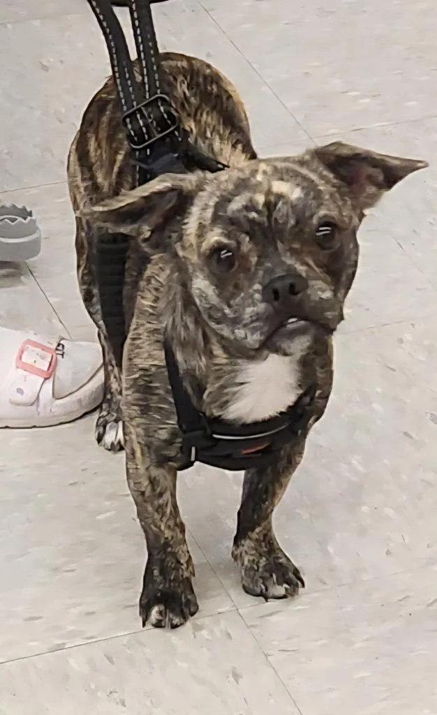 A baby medium-sized female Chihuahua dog named Shyla for adoption in Tampa, FL