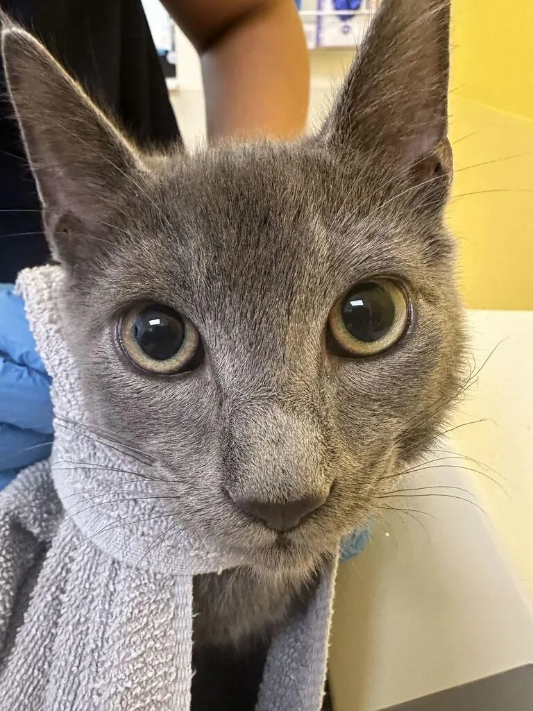 A baby small-sized male Gray / Blue / Silver Domestic Short Hair cat named Lacy for adoption in Raleigh, NC