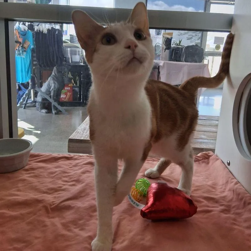 An adult medium-sized male Domestic Short Hair cat named Hercules for adoption in Kingman, AZ