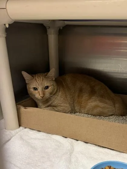 An adult medium-sized female Domestic Short Hair cat named Orangey for adoption in Fallston, MD