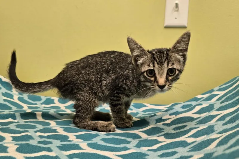 A baby small-sized male Tabby (Brown / Chocolate) Domestic Short Hair cat named Scramble for adoption in Dickson, TN