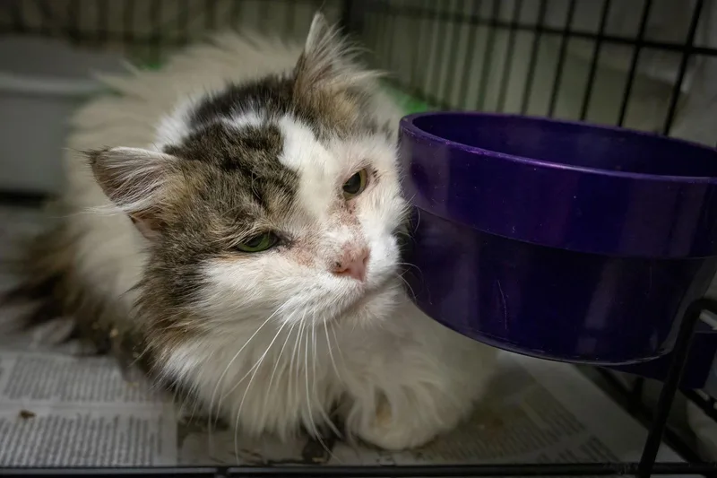 Lillybelle thumbnail 2