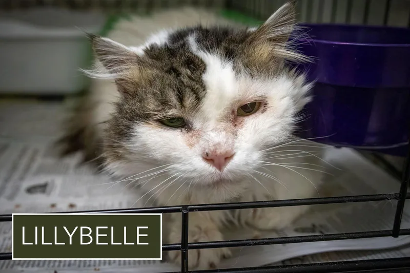 Lillybelle thumbnail 3