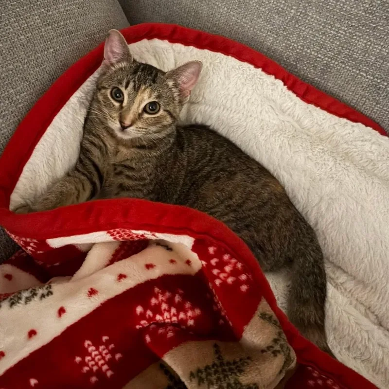 A young large-sized female Domestic Short Hair cat named SiSi for adoption in Fort Worth, TX