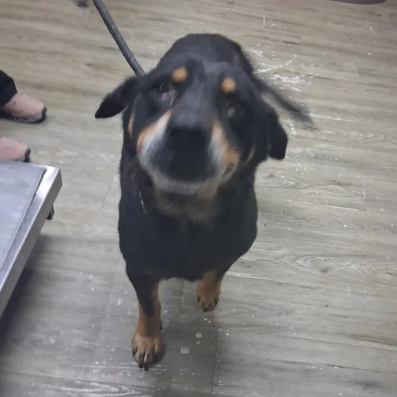 A senior medium-sized male Black Mixed Breed dog named Buck Wheat for adoption in Summerville, SC